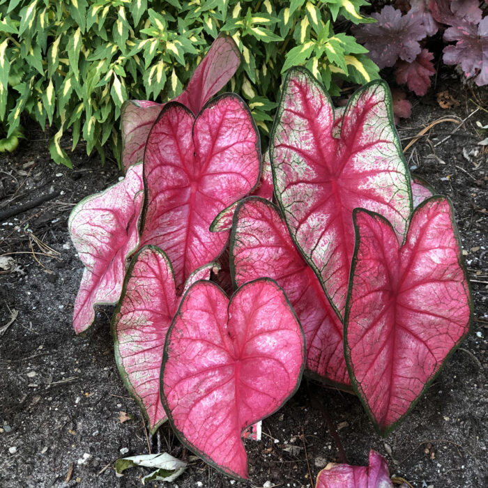 CALADIUMRADIANCEPL_1.jpg CALADIUM Radiance - Image 2