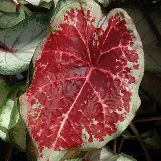 CALADIUMRASPBERRYMOONPL.jpg