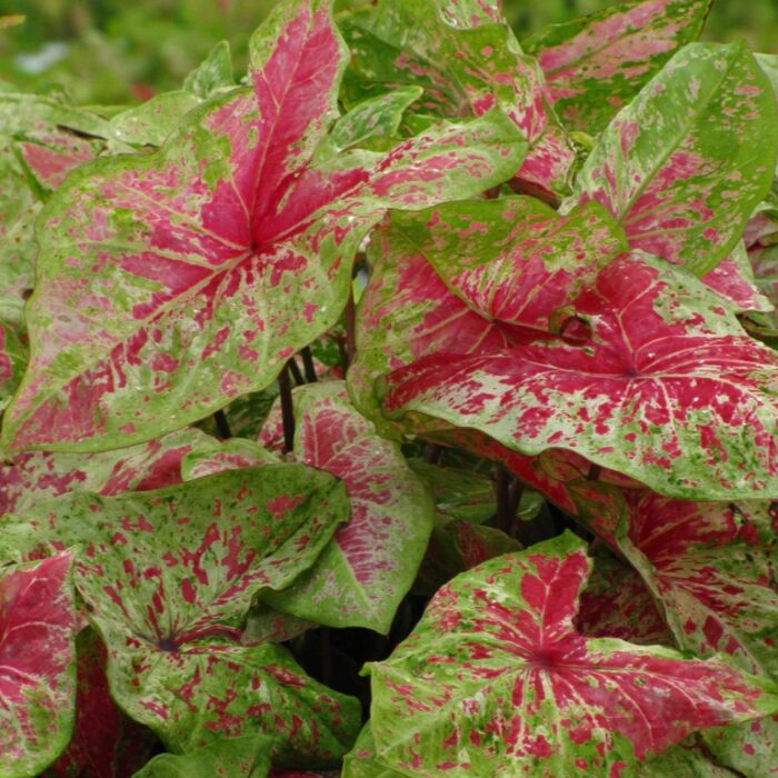 CALADIUMRASPBERRYMOONPL_1.jpg CALADIUM Raspberry Moon - Image 2