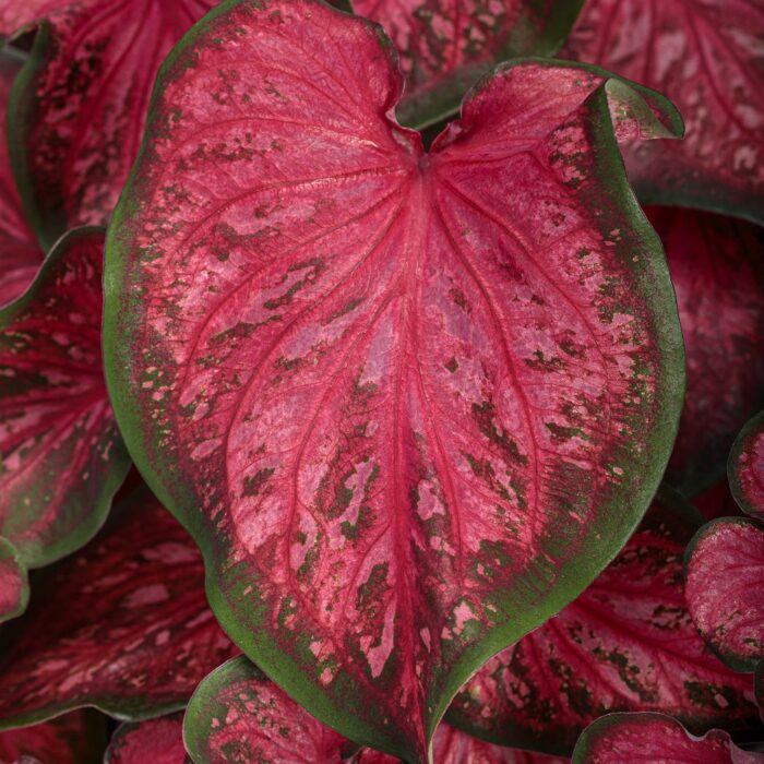 CALADIUMSCARLETFLAMEPL.jpg
