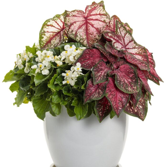 CALADIUMSCARLETFLAMEPL_1.jpg CALADIUM Scarlet Flame - Image 2