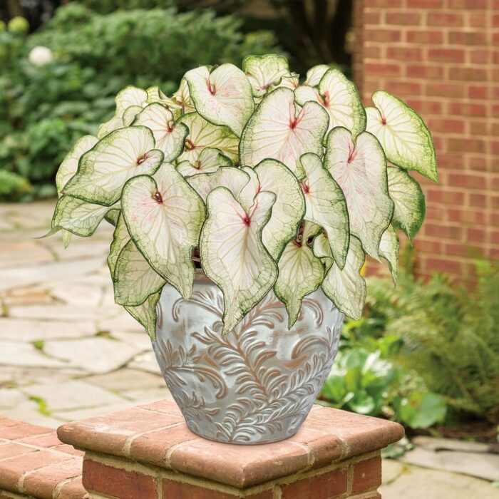 CALADIUMWHITEWONDERPL_1.jpg CALADIUM White Wonder - Image 3