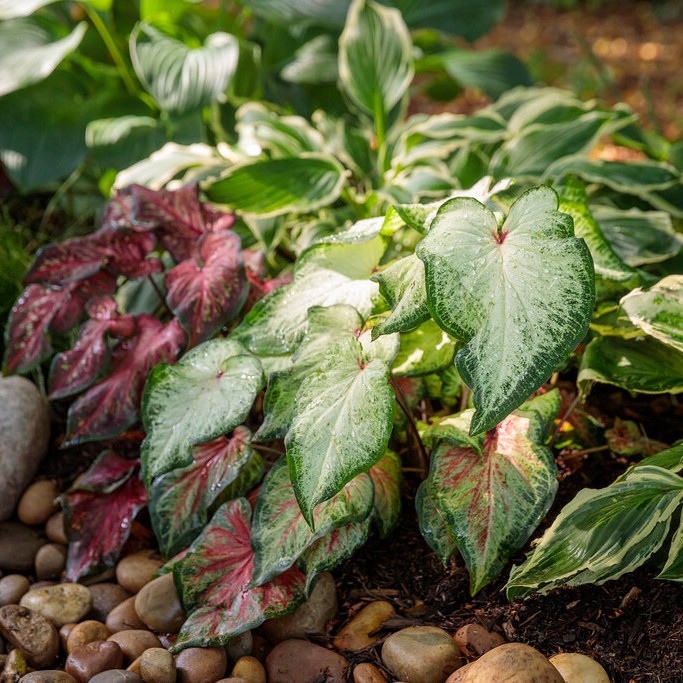 CALADIUMWHITEWONDERPL_2.jpg CALADIUM White Wonder - Image 4