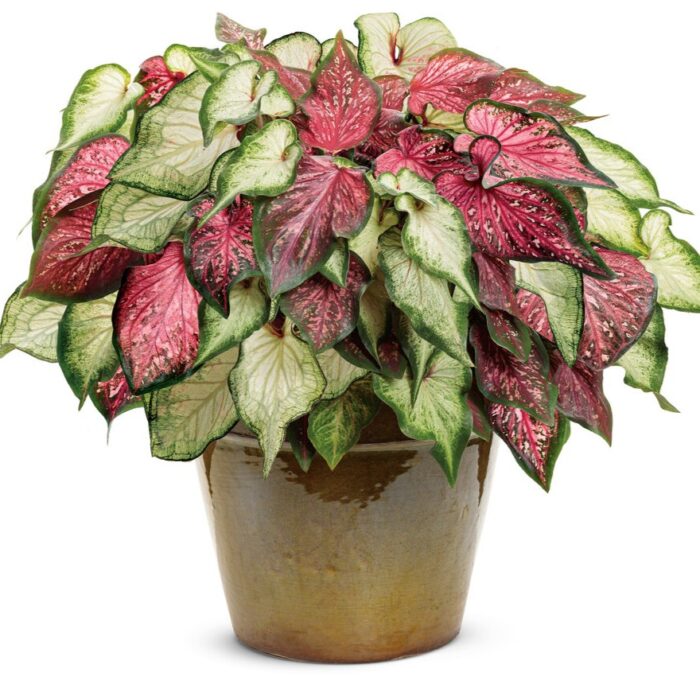 CALADIUMWHITEWONDERPL_3.jpg CALADIUM White Wonder - Image 2