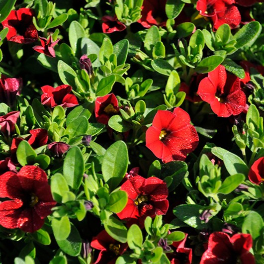 CALIBRACHOACOLIBRIBRIHGTREDPL_2.jpg CALIBRACHOA COLIBRI Brihgt Red - Image 2