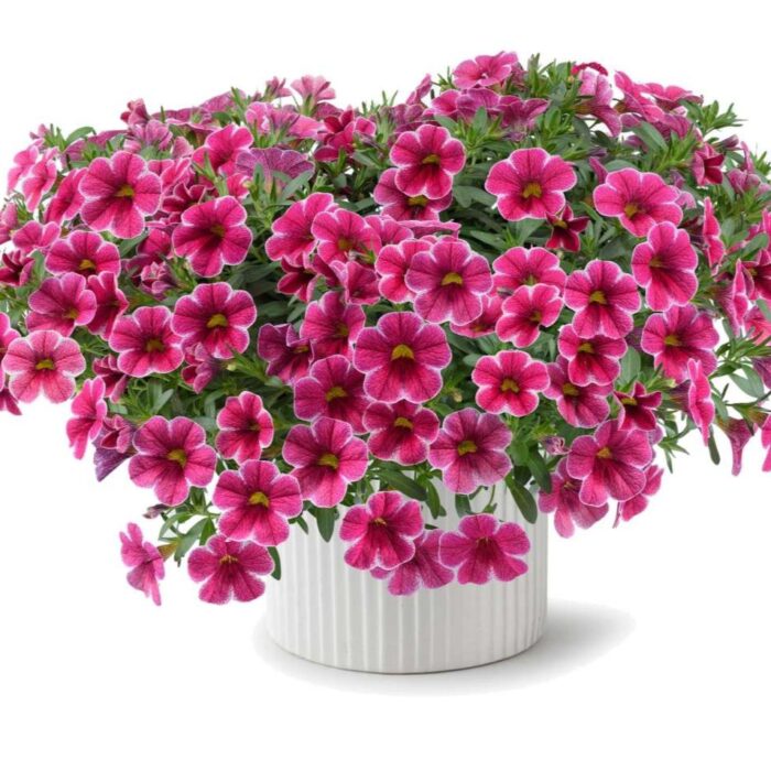 CALIBRACHOACOLIBRICHERRYLACEPL_1.jpg CALIBRACHOA COLIBRI Cherry Lace - Image 2