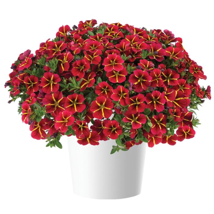 CALIBRACHOACOLIBRIEXOTICREDBLINGPL_1.jpg CALIBRACHOA COLIBRI Exotic Red Bling - Image 2
