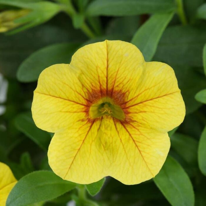 CALIBRACHOACOLIBRIMELLOWYELLOWPL.jpg