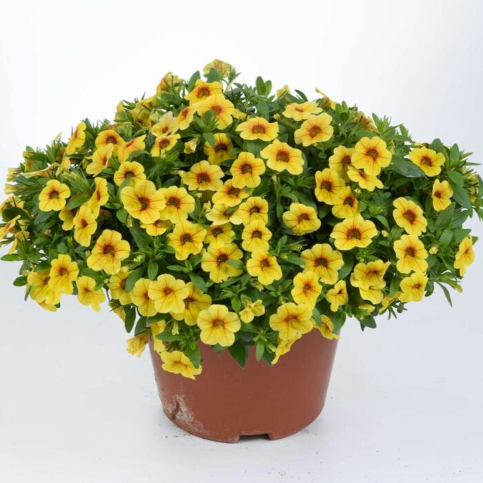 CALIBRACHOACOLIBRIMELLOWYELLOWPL_1.jpg CALIBRACHOA COLIBRI Mellow Yellow - Image 2