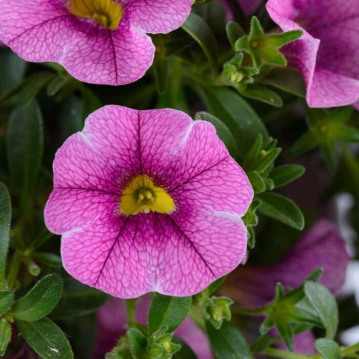 CALIBRACHOACOLIBRIPINKLACEPL.jpg