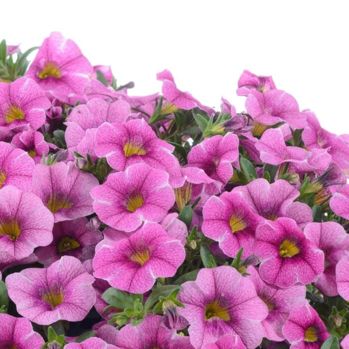 CALIBRACHOACOLIBRIPINKLACEPL_1.jpg CALIBRACHOA COLIBRI Pink Lace - Image 3