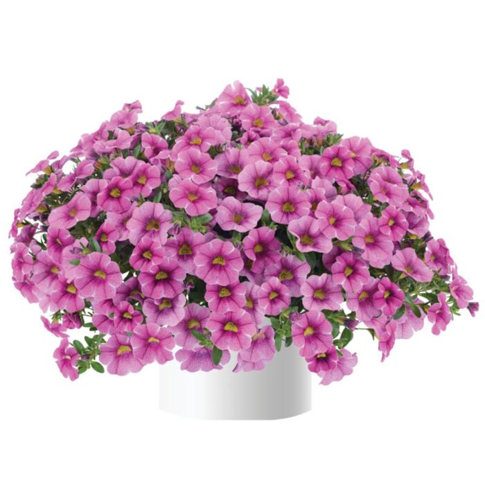 CALIBRACHOACOLIBRIPINKLACEPL_2.jpg CALIBRACHOA COLIBRI Pink Lace - Image 2