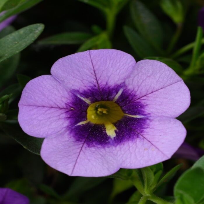 CALIBRACHOACOLIBRISPARKPURPLEPL.jpg