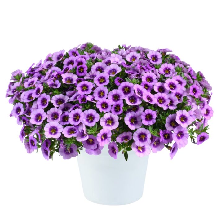 CALIBRACHOACOLIBRISPARKPURPLEPL_2.jpg CALIBRACHOA COLIBRI Spark Purple - Image 2