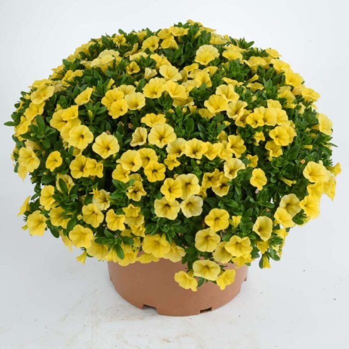 CALIBRACHOACOLIBRIYELLOWCANARYPL_1.jpg CALIBRACHOA COLIBRI Yellow Canary - Image 2