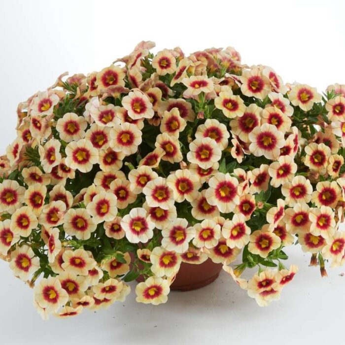 CALIBRACHOAEYECONICAPRICOTPL_1.jpg CALIBRACHOA EYECONIC Apricot - Image 2