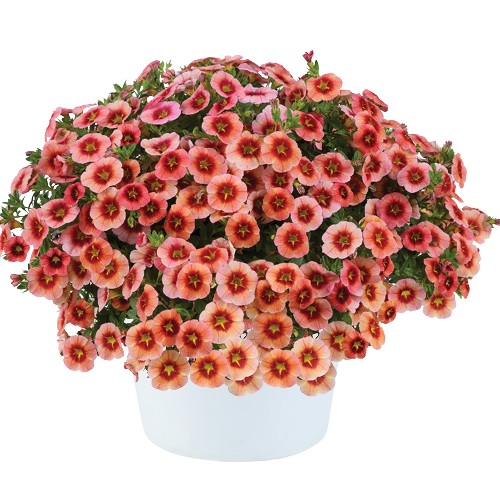 CALIBRACHOAEYECONICPEACHPL_2.jpg CALIBRACHOA EYECONIC Peach - Image 3