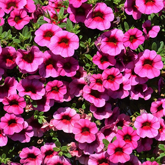 CALIBRACHOAEYECONICPINKPL.jpg