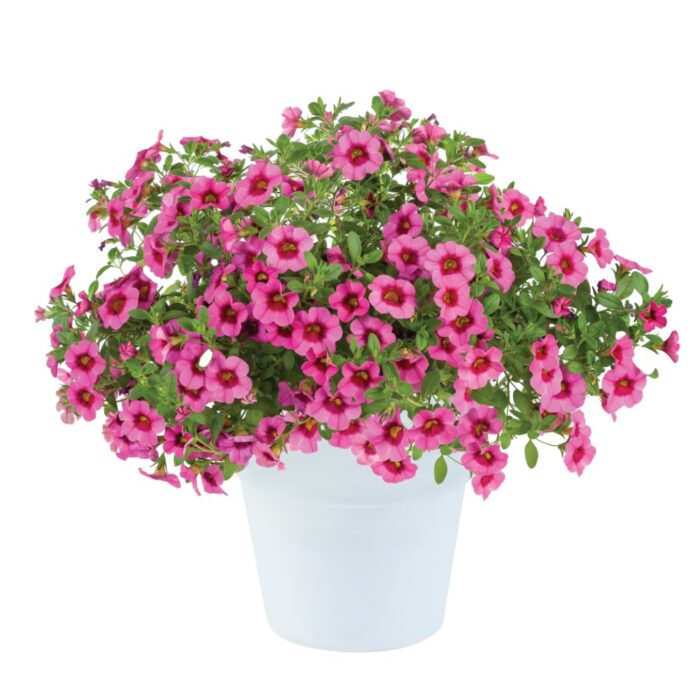 CALIBRACHOAEYECONICPINKPL_1.jpg CALIBRACHOA EYECONIC Pink - Image 2