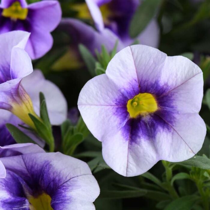 CALIBRACHOAEYECONICPURPLEPL.jpg