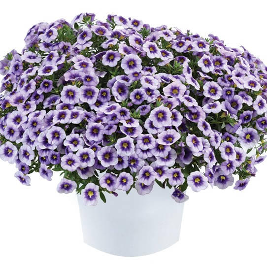 CALIBRACHOAEYECONICPURPLEPL_1.jpg CALIBRACHOA EYECONIC Purple - Image 2