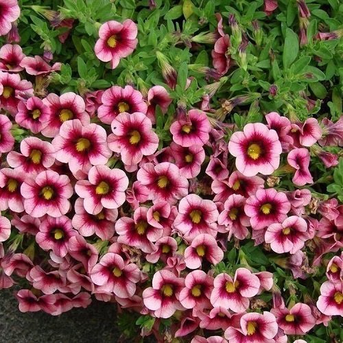 CALIBRACHOAEYECONICSTRAWBERRYPL_1.jpg CALIBRACHOA EYECONIC Strawberry - Image 3