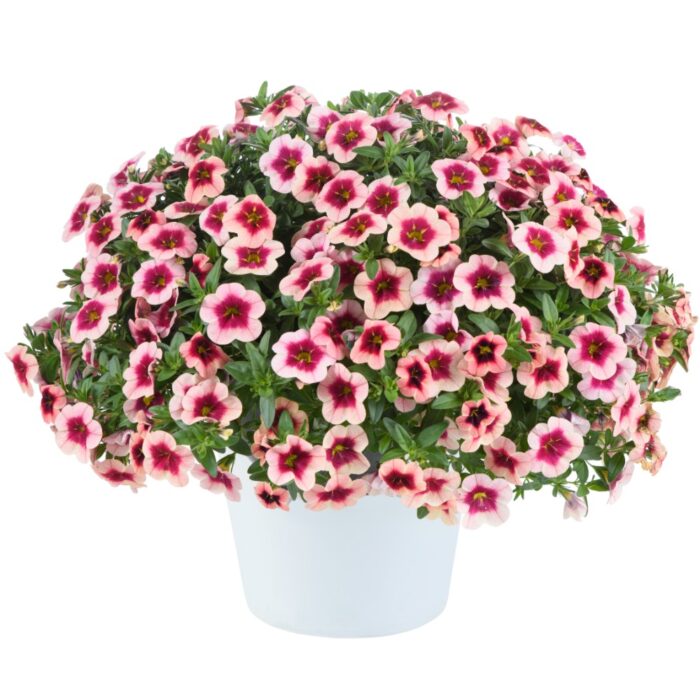 CALIBRACHOAEYECONICSTRAWBERRYPL_2.jpg CALIBRACHOA EYECONIC Strawberry - Image 2