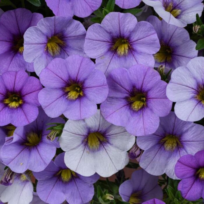 CALIBRACHOALIAOMBREBLUEPL_1.jpg CALIBRACHOA LIA OMBRE Blue - Image 2