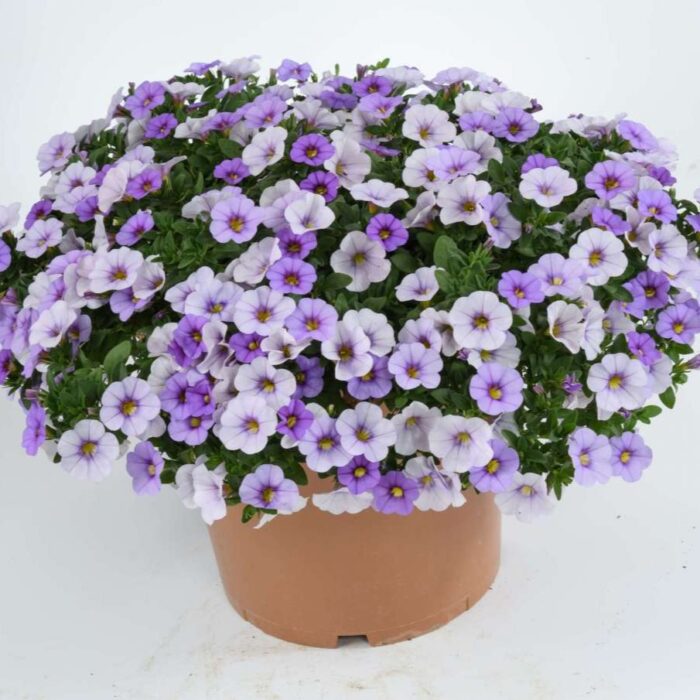 CALIBRACHOALIAOMBREBLUEPL_2.jpg CALIBRACHOA LIA OMBRE Blue - Image 3