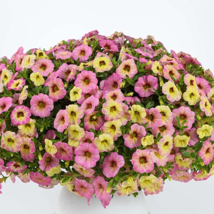 CALIBRACHOALIAOMBREPINKPL_1.jpg CALIBRACHOA LIA OMBRE Pink - Image 2