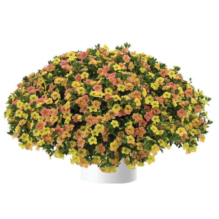 CALIBRACHOALIAOMBREYELLOWPL_1.jpg CALIBRACHOA LIA OMBRE Yellow - Image 2