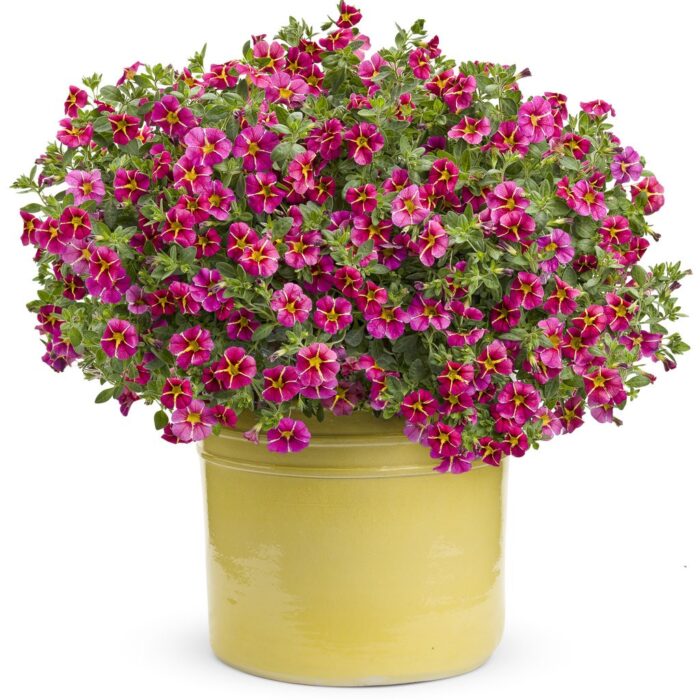 CALIBRACHOA SUPERBELLS Cherry Star - Image 2