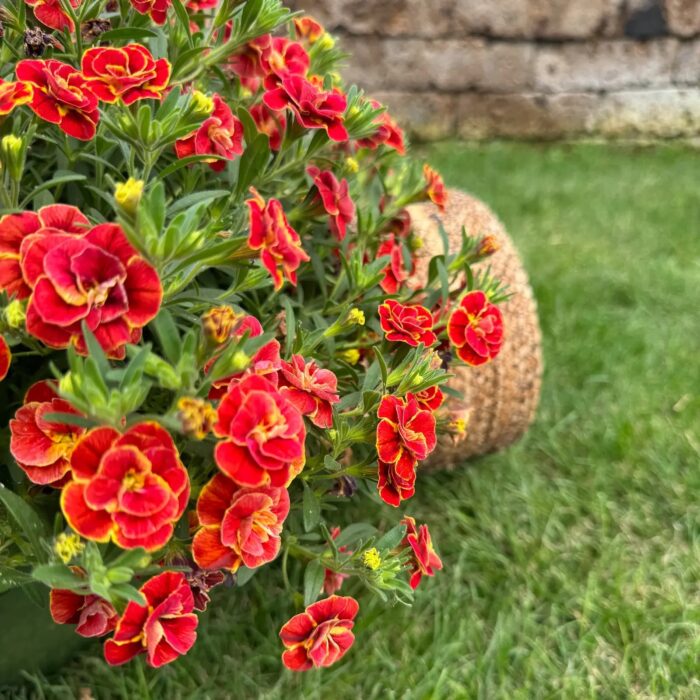 CALIBRACHOA SUPERBELLS Double Redstone - Image 3