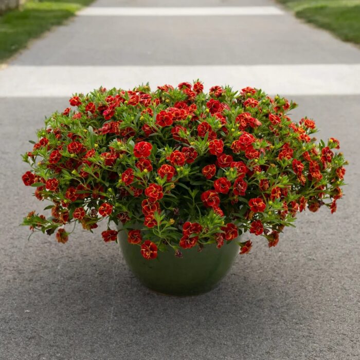 CALIBRACHOA SUPERBELLS Double Redstone - Image 4