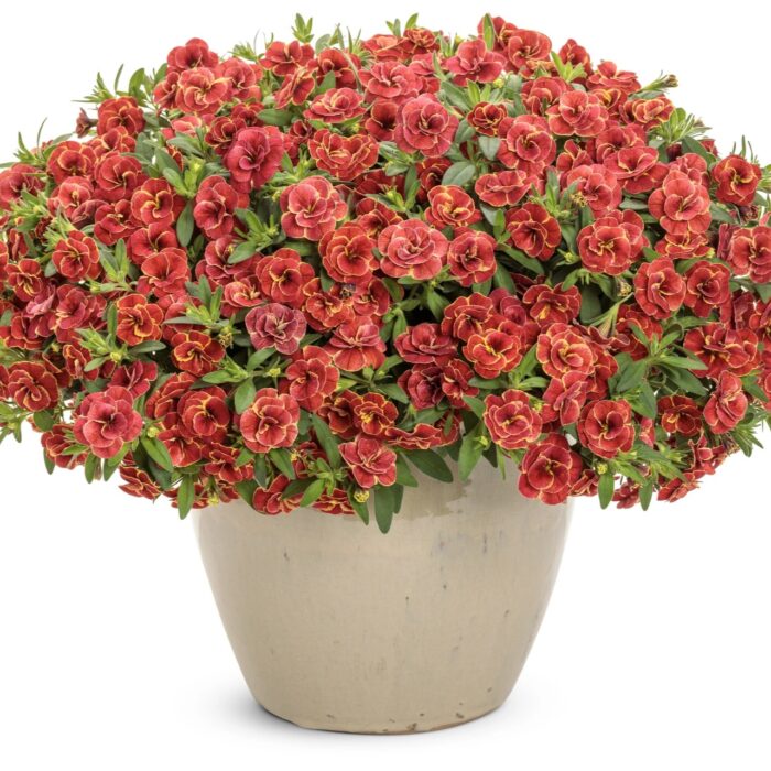 CALIBRACHOA SUPERBELLS Double Redstone - Image 2