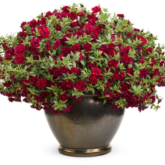 CALIBRACHOA SUPERBELLS Double Ruby - Image 3
