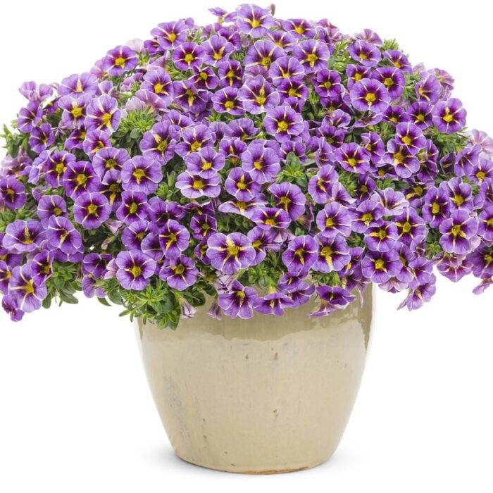 CALIBRACHOA SUPERBELLS Evening Star Improved - Image 3