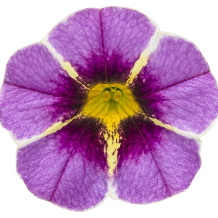 CALIBRACHOA SUPERBELLS Evening Star Improved - Image 2