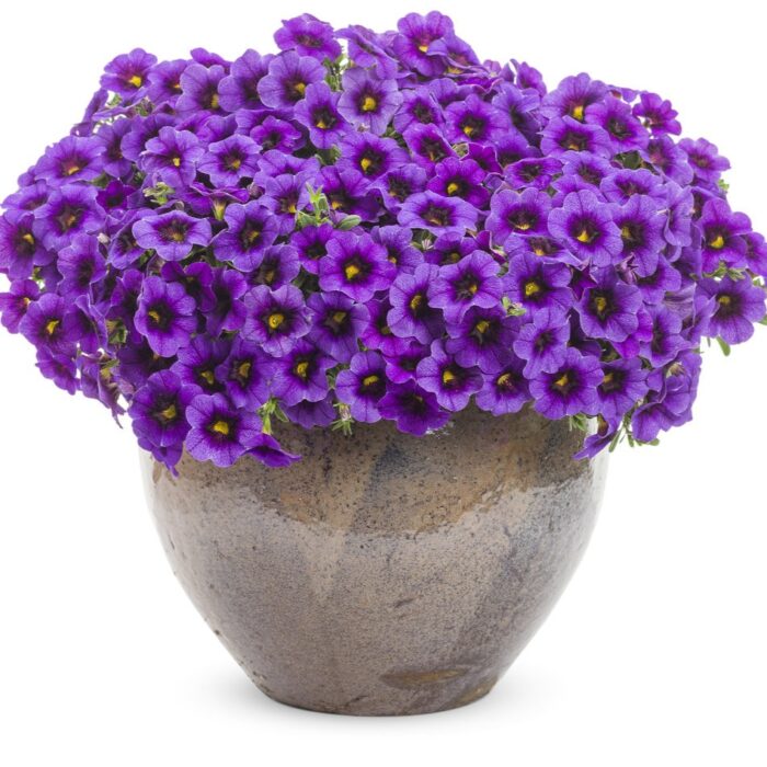 CALIBRACHOA SUPERBELLS Grape Punch Improved - Image 3