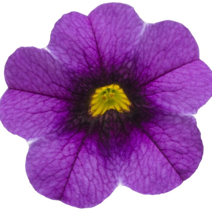 CALIBRACHOA SUPERBELLS Grape Punch Improved - Image 2