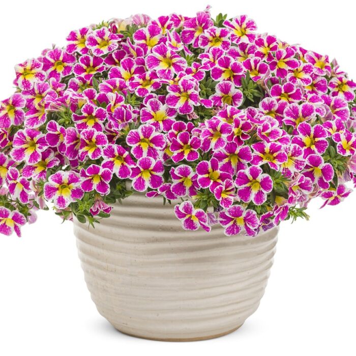 CALIBRACHOASUPERBELLSHOLYCOWPL_1.jpg CALIBRACHOA SUPERBELLS Holy Cow - Image 2