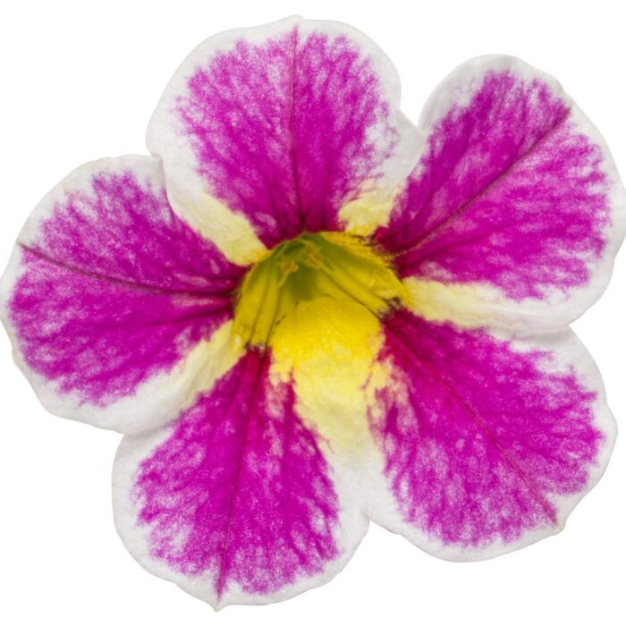 CALIBRACHOASUPERBELLSHOLYCOWPL_2.jpg CALIBRACHOA SUPERBELLS Holy Cow - Image 3