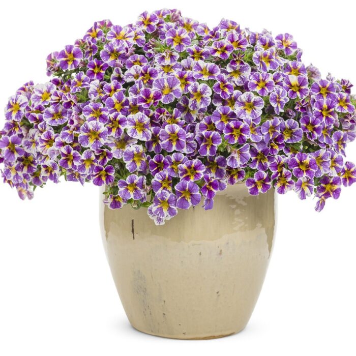 CALIBRACHOASUPERBELLSHOLYSMOKESPL_1.jpg CALIBRACHOA SUPERBELLS Holy Smokes - Image 3