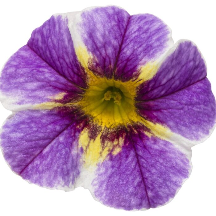 CALIBRACHOASUPERBELLSHOLYSMOKESPL_2.jpg CALIBRACHOA SUPERBELLS Holy Smokes - Image 2
