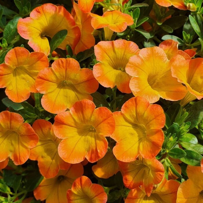 CALIBRACHOASUPERBELLSHONEYPEACHPL_1.jpg CALIBRACHOA SUPERBELLS Honey Peach - Image 2