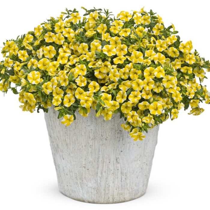 CALIBRACHOA SUPERBELLS Lemon Slice - Image 3
