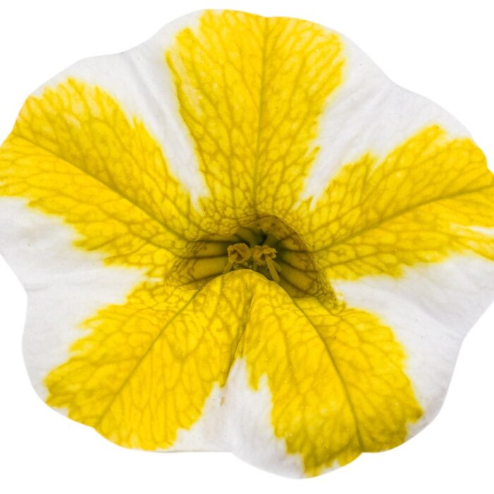 CALIBRACHOA SUPERBELLS Lemon Slice - Image 2