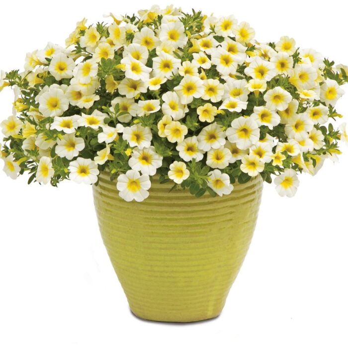 CALIBRACHOA SUPERBELLS Over Easy - Image 3
