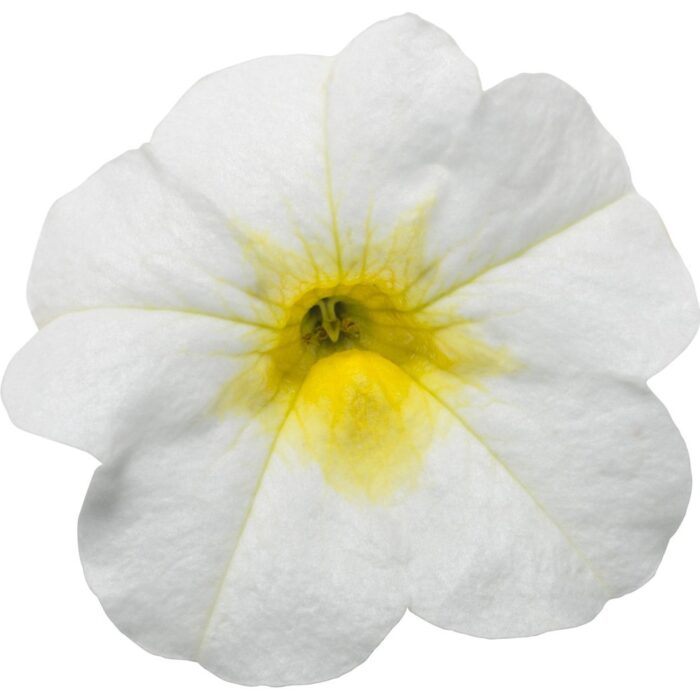 CALIBRACHOA SUPERBELLS Over Easy - Image 2