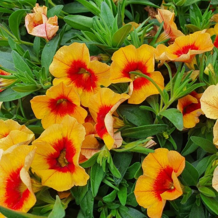 CALIBRACHOASUPERBELLSPOCKETAPRICOTEYEPL_1.jpg CALIBRACHOA SUPERBELLS Pocket Apricot Eye - Image 2